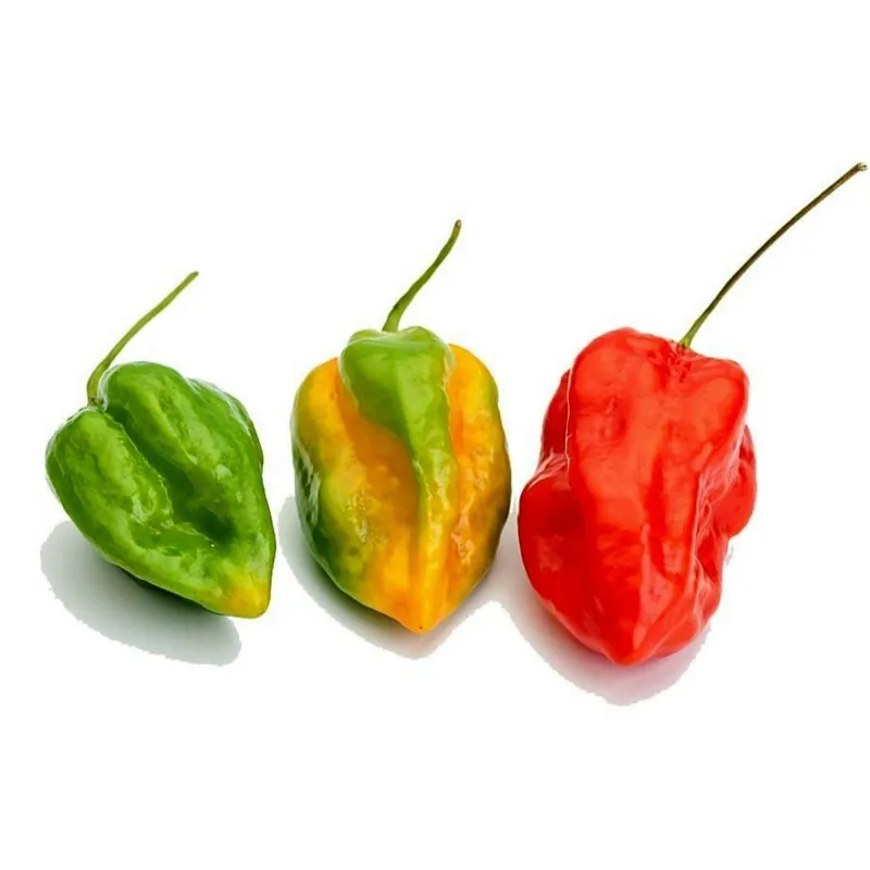 Habanero Devil's Tongue Red Seeds