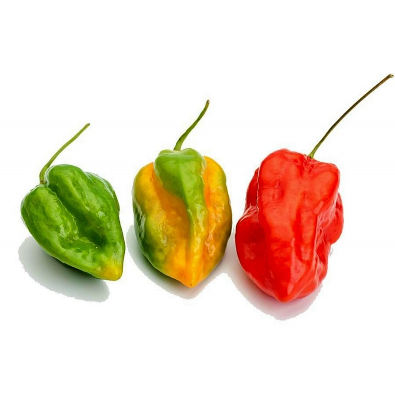 Price: €2.15 - Σπόροι Τσίλι Πιπέρι Devil's Tongue Red - 