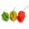 Price: €2.15 - Σπόροι Τσίλι Πιπέρι Devil's Tongue Red - 