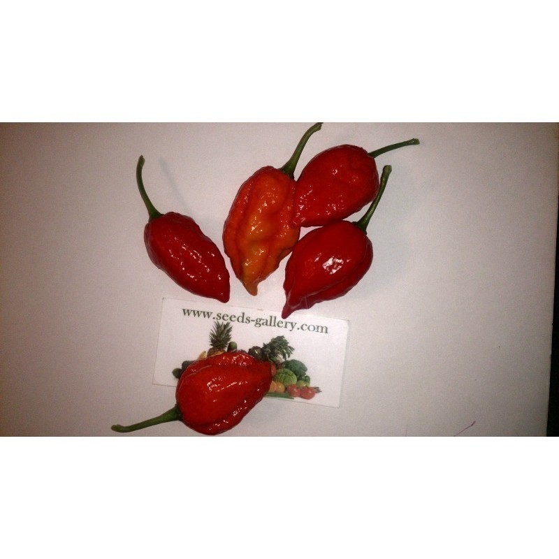 Habanero Naga Morich Seeds