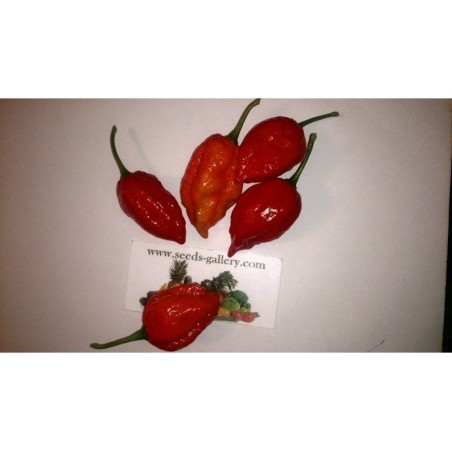 Habanero Naga Morich Seeds