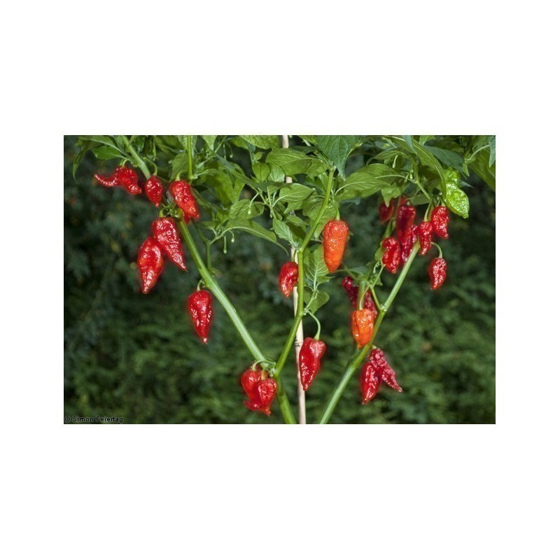Price: €2.5 - Sementes de Pimenta Naga Morich - Seeds Gallery - 3