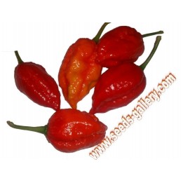 Habanero Naga Morich Seeds - 293.223938