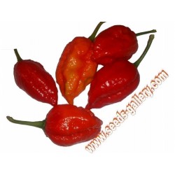 Σπόροι Τσίλι πιπέρι Habanero Naga Morich