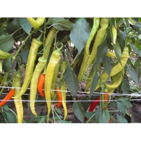 Price: €2.25 - Sementes de Pimenta NISKA SIPKA Sérvio Variety - Seeds Gallery