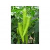 Price: €2.25 - Seme ljute paprike Niska Sipka - Seeds Gallery