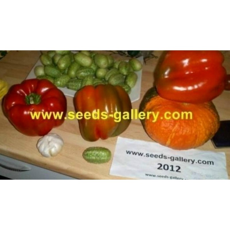 Price: €1.85 - Slatka babura seme Crveni Dzin - 