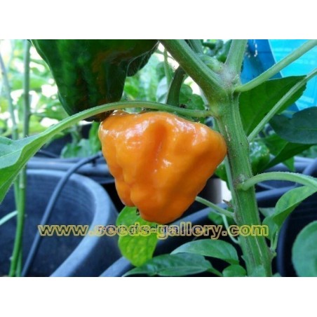 Price: €2 - Semillas De Pimiento Chile MUSHROOM YELLOW -