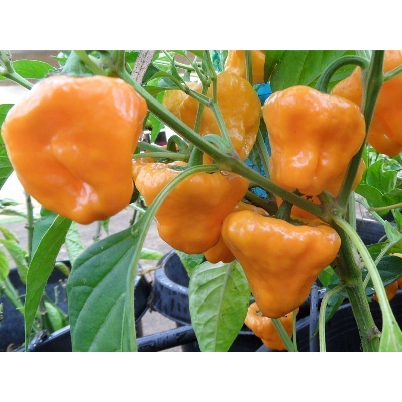 Price: €2 - Semillas De Pimiento Chile MUSHROOM YELLOW - 