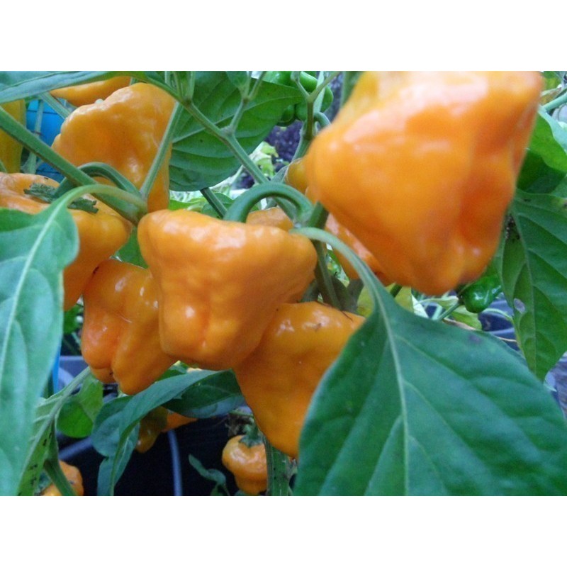 Price: €2 - Semillas De Pimiento Chile MUSHROOM YELLOW - 