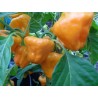 Price: €2 - Sementes de Pimenta MUSHROOM YELLOW - 