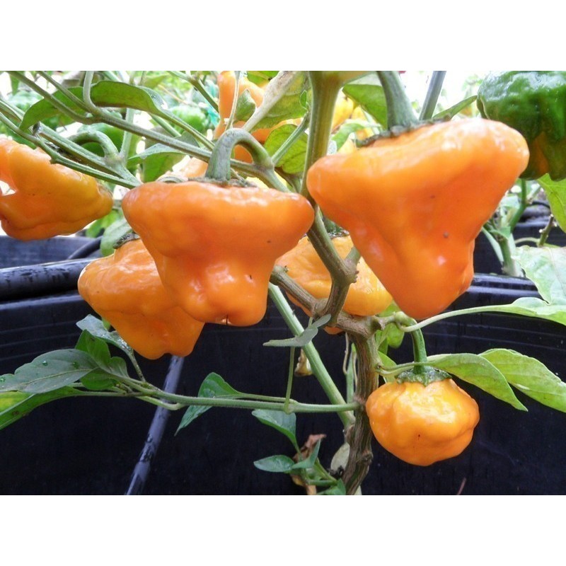 Price: €2 - Semillas De Pimiento Chile MUSHROOM YELLOW - 