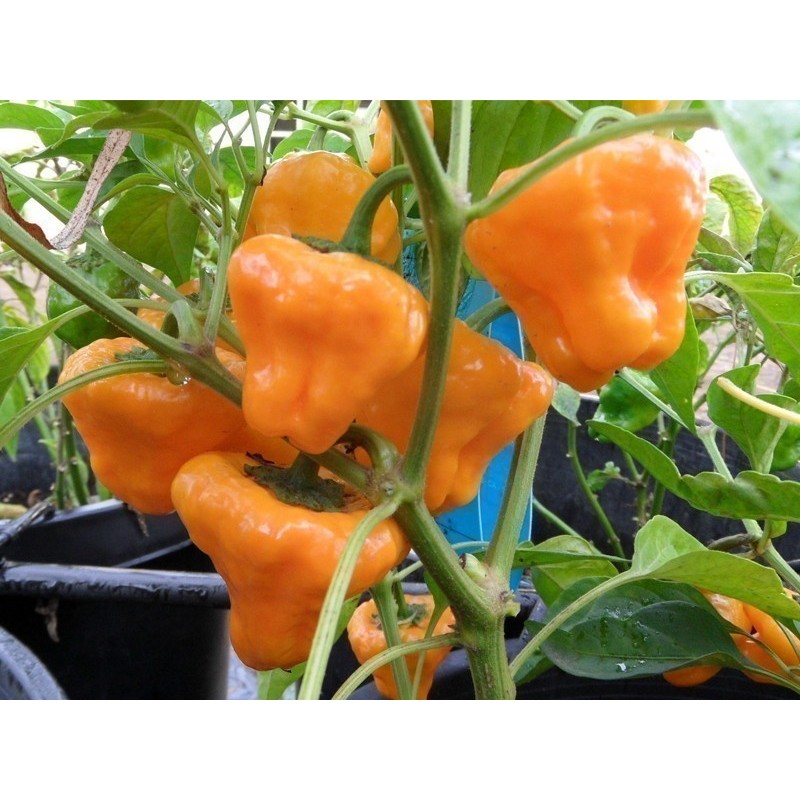 Price: €2 - Semillas De Pimiento Chile MUSHROOM YELLOW - 