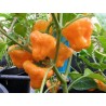 Price: €2 - Chili frön Mushroom Yellow - 