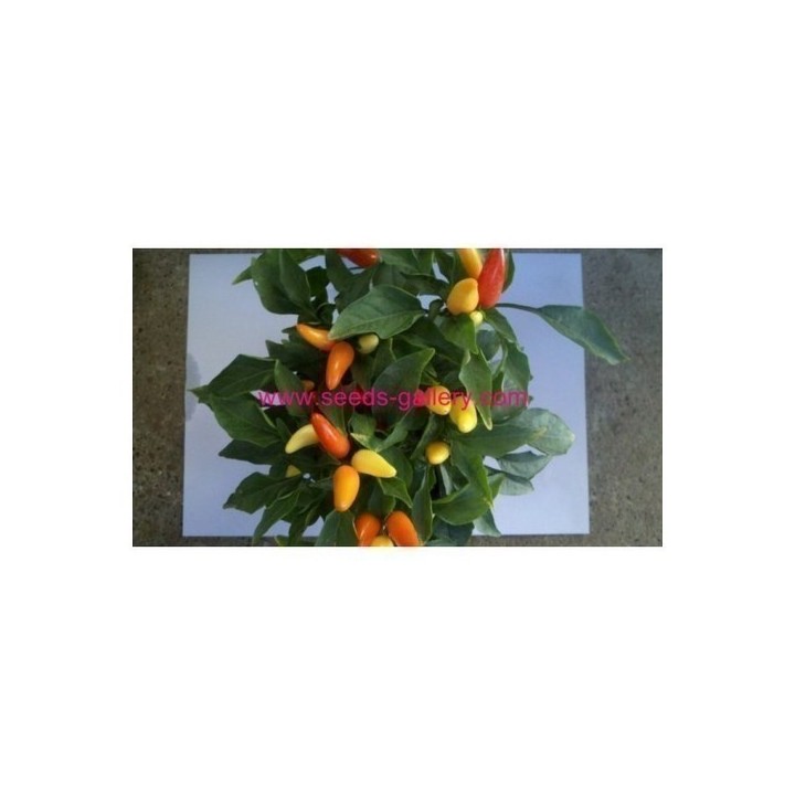 Prairie Fire Chilli Seeds - 175.934363