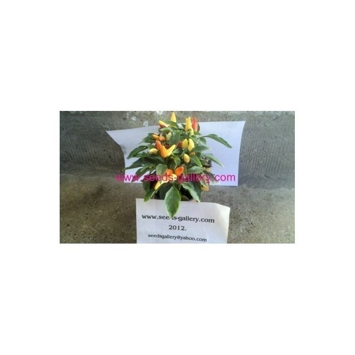 Prairie Fire Chilli Seeds - 175.934363