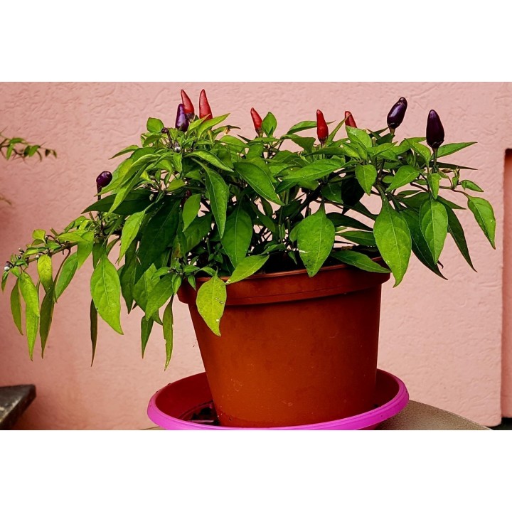 Purple Pepper Chili Seeds - 293.223938