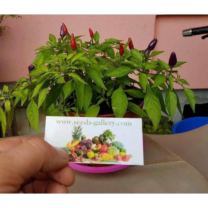 Purple Pepper Chili Seeds - 293.223938