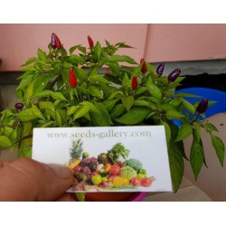Purple Pepper Chili Seeds