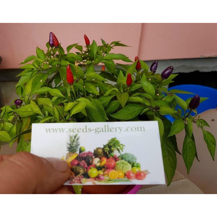 Purple Pepper Chili Seeds - 293.223938