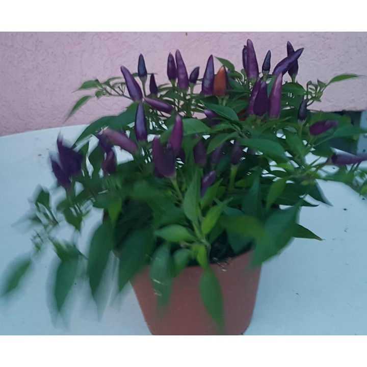 Purple Pepper Chili Seeds - 293.223938