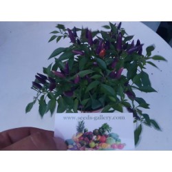 Purple pepper Chili Samen