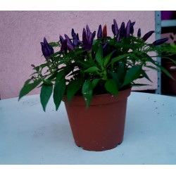 Price: €2.5 - Semillas de Chile Purple Pepper - Seeds Gallery