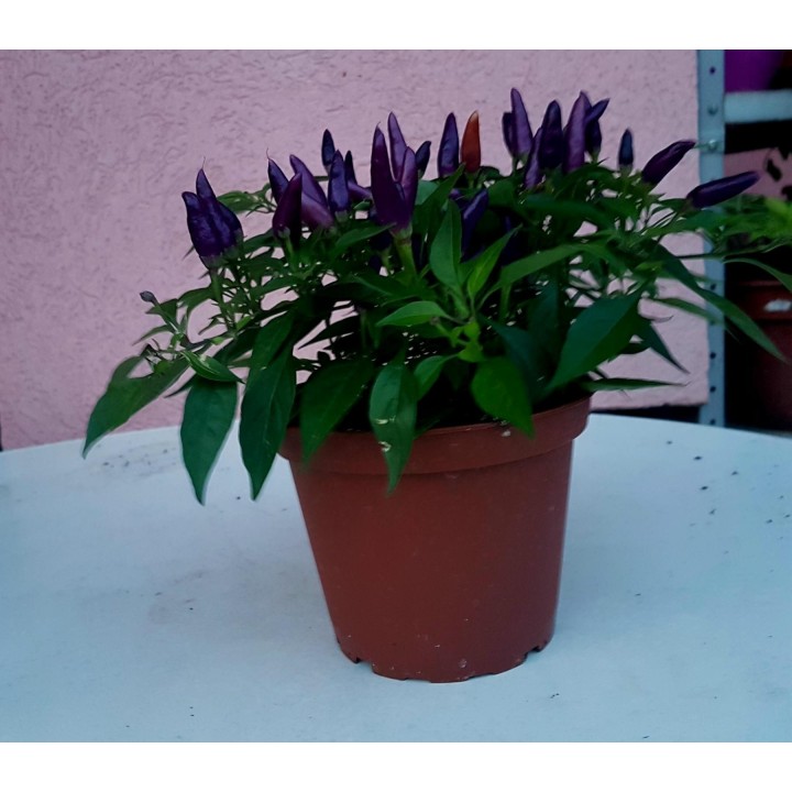 Purple Pepper Chili Seeds - 293.223938