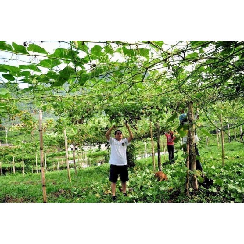 Price: €5 - Chayote graines (Sechium edule) - Seeds Gallery