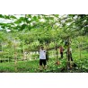 Price: €5 - Chayote graines (Sechium edule) - Seeds Gallery