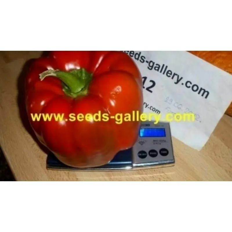 Red Giant Monster Sweet Pepper Seeds