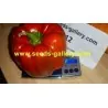 Red Giant Monster Sweet Pepper Seeds