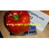 Price: €1.85 - Slatka babura seme Crveni Dzin - 