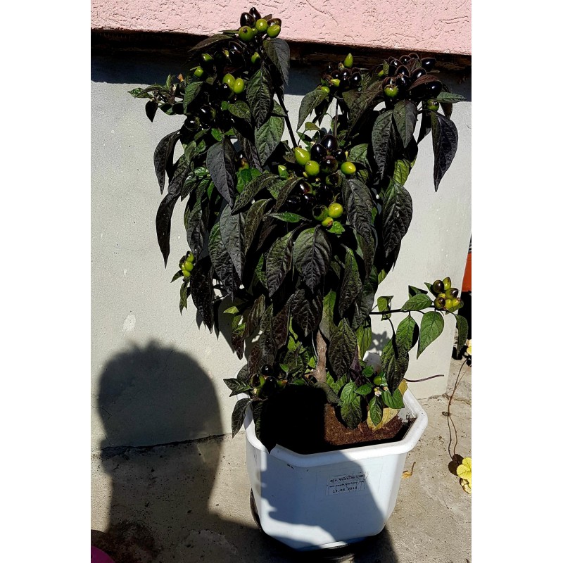 Price: €2.35 - Semillas de Chile Royal Black - Seeds Gallery