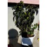 Price: €2.35 - Royal Black Chili Frön - Seeds Gallery