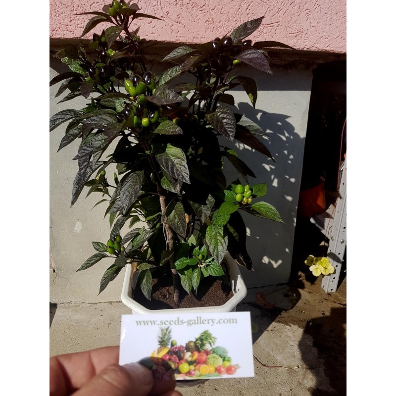 Price: €2.35 - Royal Black Chili Frön - Seeds Gallery