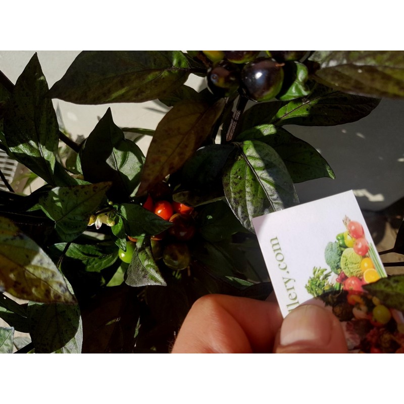 Price: €2.35 - Royal Black Chili Frön - Seeds Gallery