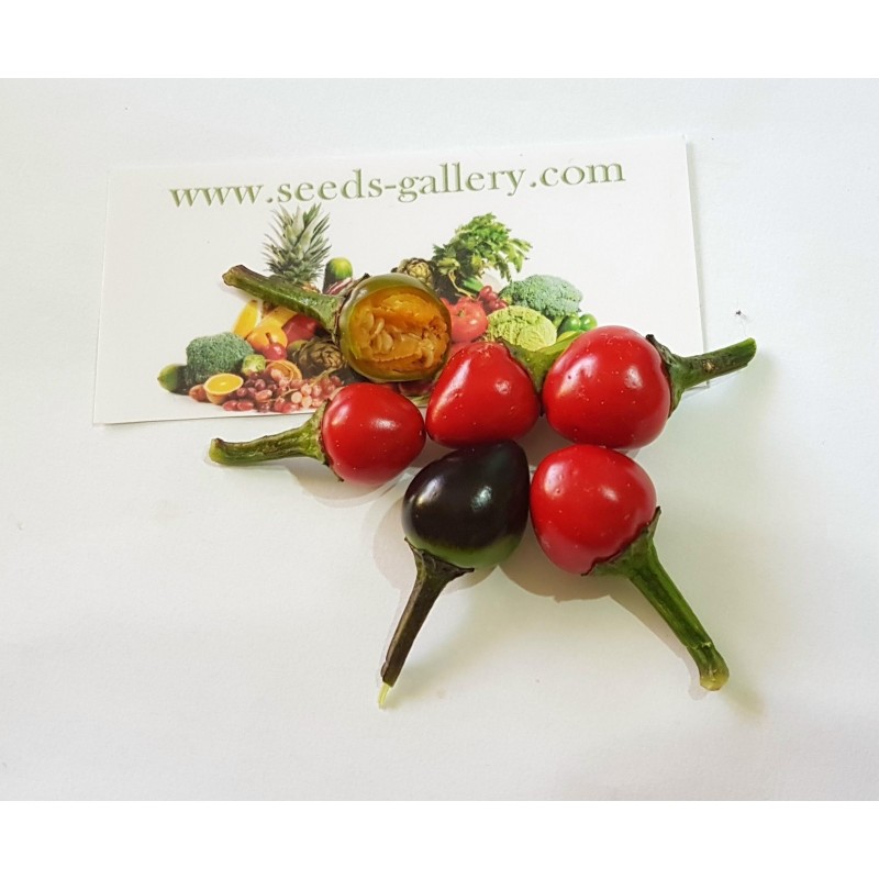 Price: €2.35 - Royal Black Chili Seeds - Seeds Gallery