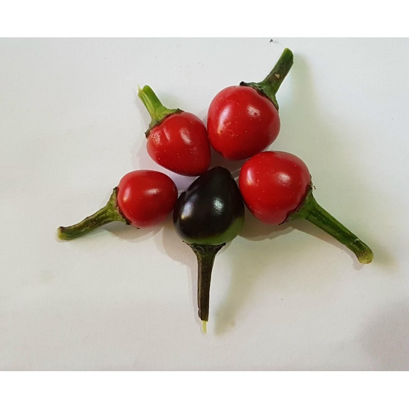 Price: €2.35 - Royal Black Chili Seeds - Seeds Gallery