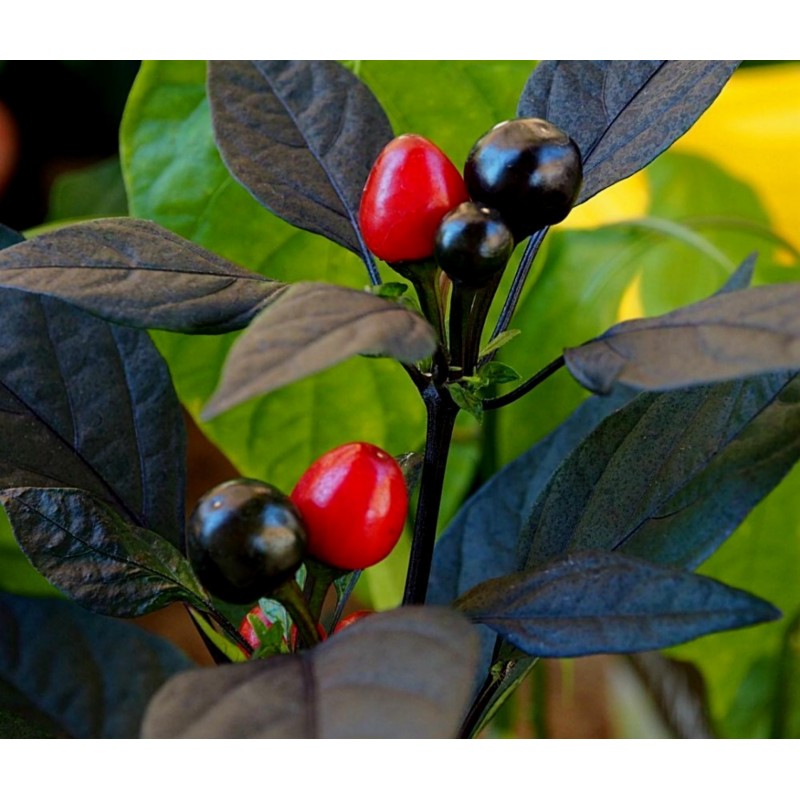 Price: €2.35 - Royal Black Chili Frön - Seeds Gallery