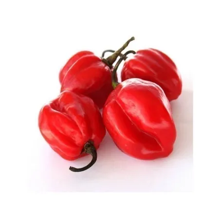 Graines de Piment Scotch Bonnet rouge