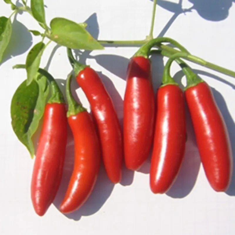 Serrano Chilli Samen (Capsicum annuum)