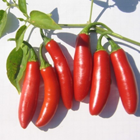 Price: €1.75 - Graines de piment Serrano - Seeds Gallery