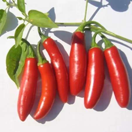 Serrano Chilli Seeds (Capsicum annuum)