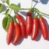 Serrano Chilli Samen (Capsicum annuum)
