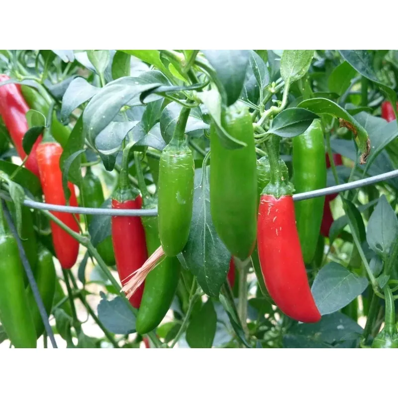 Serrano Chilli Seeds (Capsicum annuum)