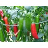 Price: €1.75 - Graines de piment Serrano - Seeds Gallery