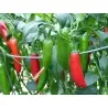 Serrano Chilli Seeds (Capsicum annuum)