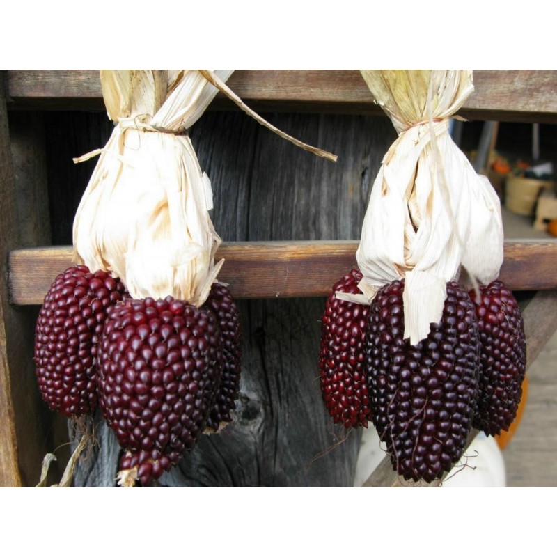 Price: €1.75 - Erdbeere Popcorn Mais Samen - 