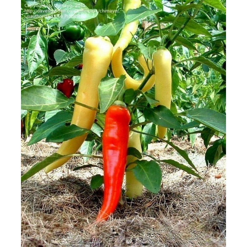 Price: €1.95 - Graines Poivron jaune SWEET BANANA - Seeds Gallery